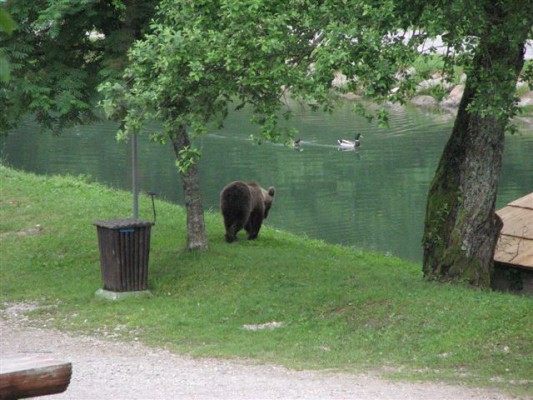 orsi e papere del Parco Nazionale Risnjak