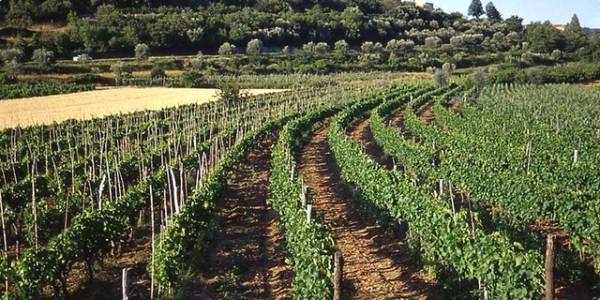 vigneti e strade del vino in Istria
