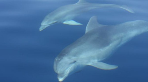 delfini in Croazia