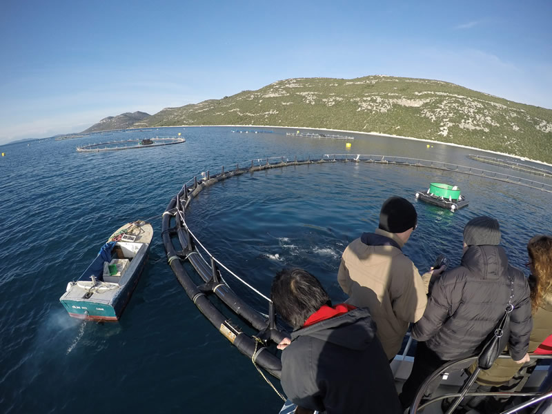 allevamenti di tonno in Croazia 